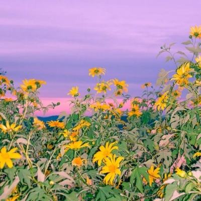 管家婆一码一肖资料手机app下载